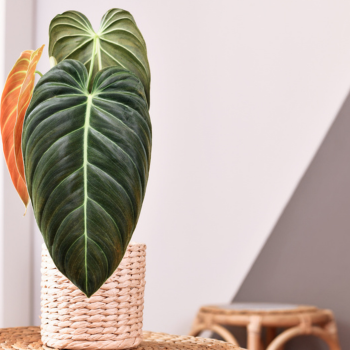 Why You Should Continue to Fertilise Your Indoor Plants Over Winter