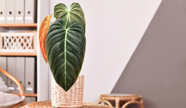 Why You Should Continue to Fertilise Your Indoor Plants Over Winter