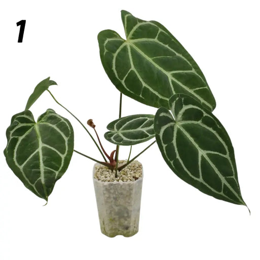 Anthurium Crystallinum x - 1 - indoor plant