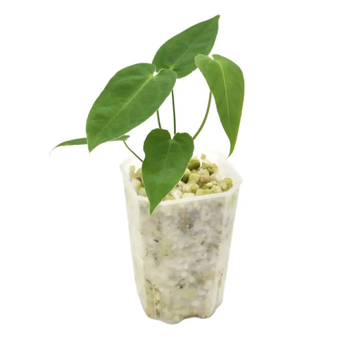 Anthurium marmoratum (pure) - indoor plant
