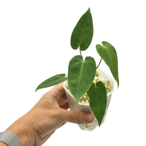 Anthurium marmoratum (pure) - indoor plant
