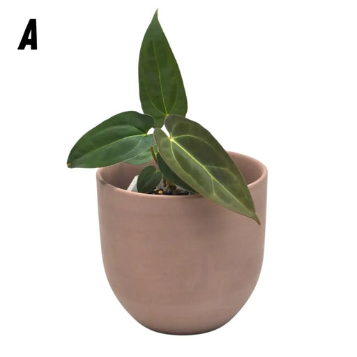 Anthurium papillilaminum x hoffmanii x - A - indoor plant