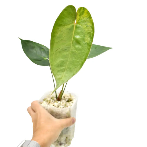 Variegated Anthurium Lucens - indoor plant