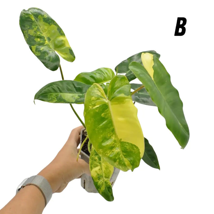 Variegated Philodendron Burle Marx - B - indoor plant