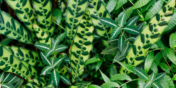 Indoor Gardening Tips for Thriving Houseplants