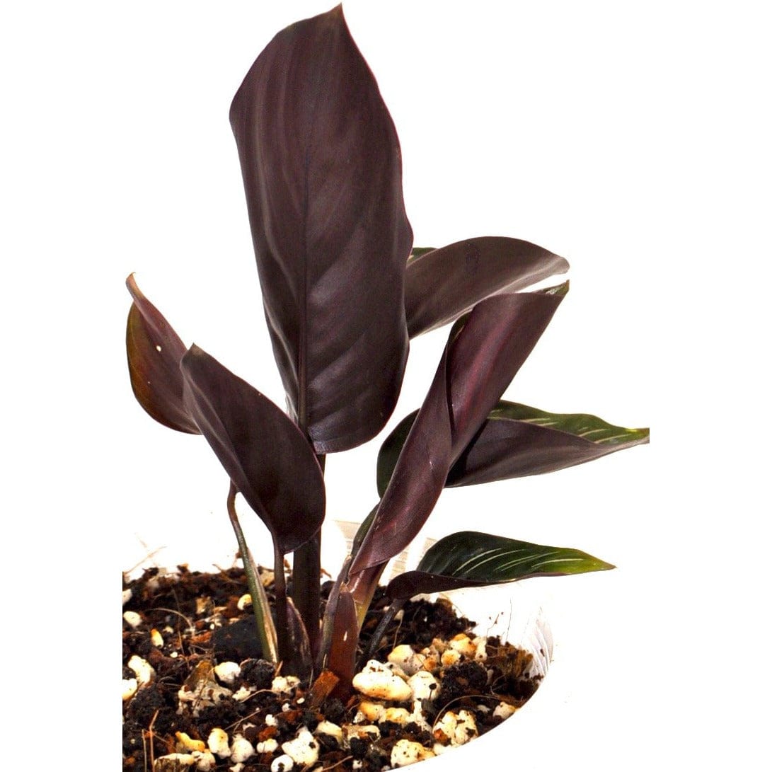 Low Light Plants