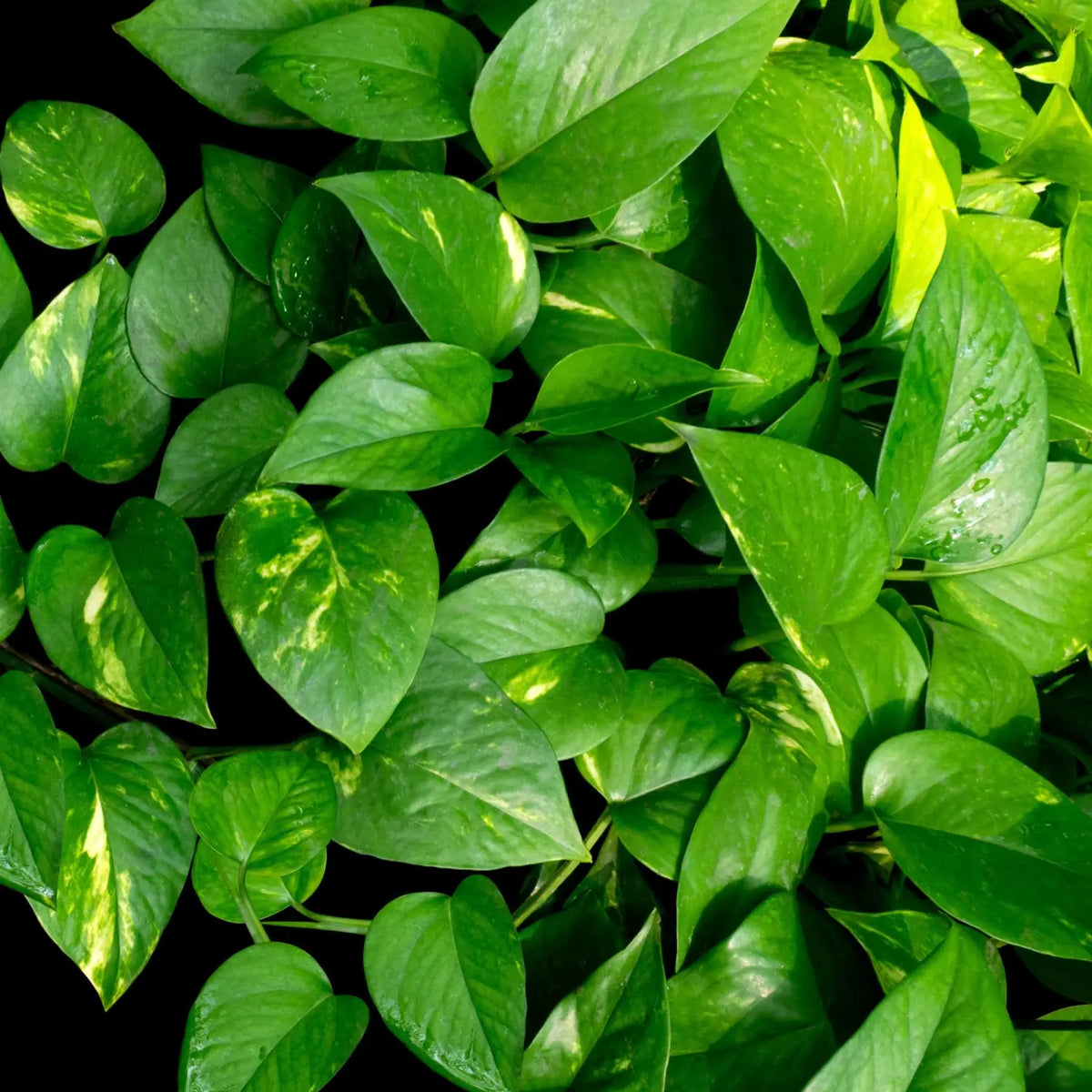 Easy Care Plants | Low-Maintenance Indoor Plants for Every Space ...