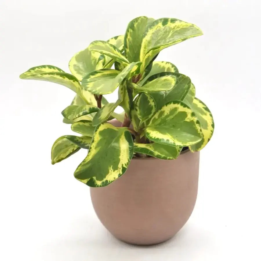 Pet Safe Plants
