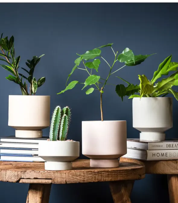 Indoor Pots