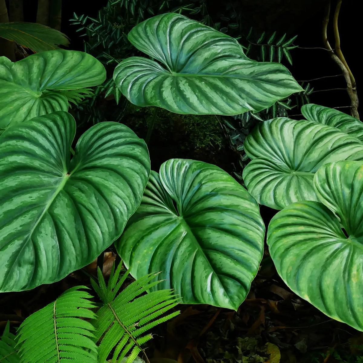 buy philodendron online australia Philodendron Fibraecataphyllum | Uprooted