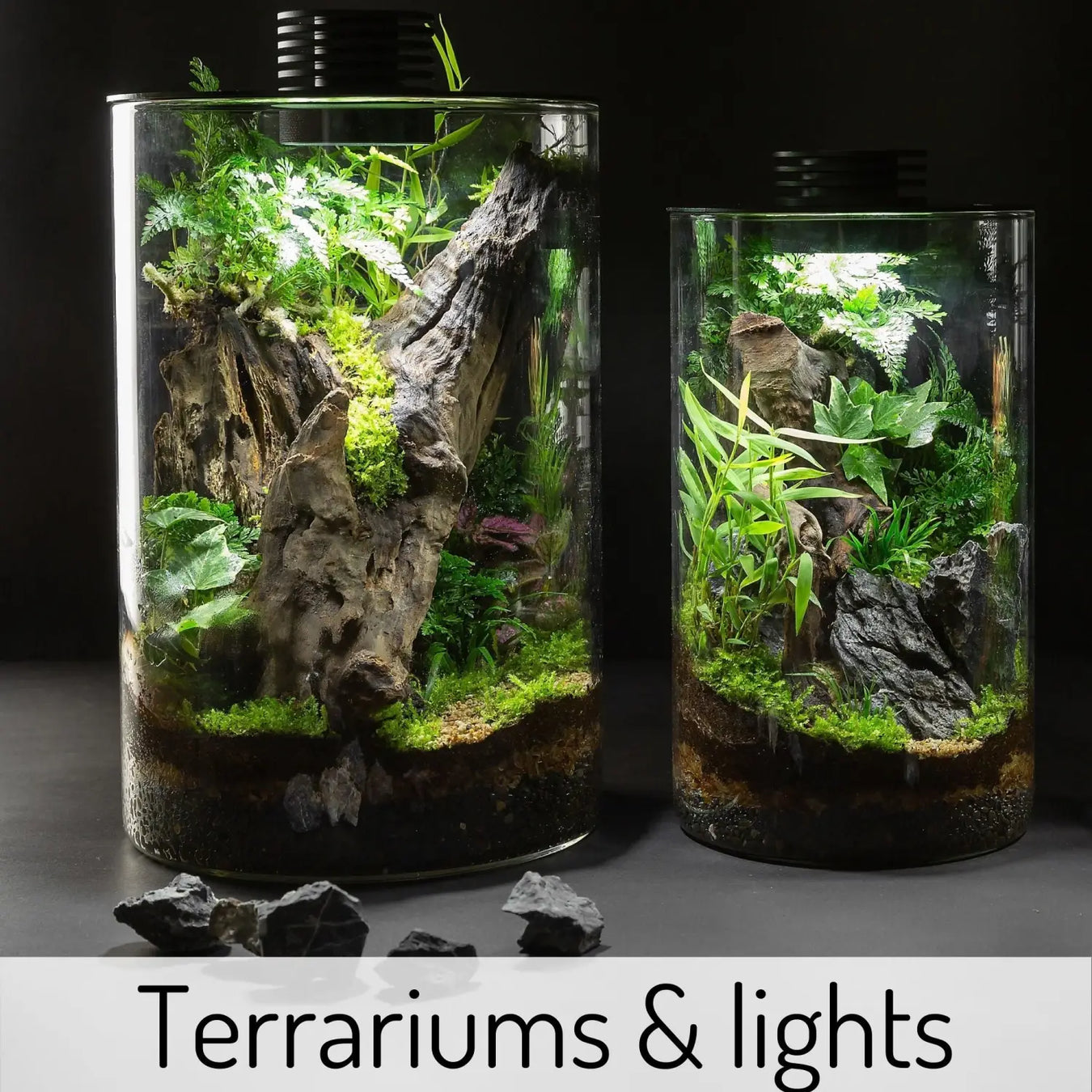Terrariums