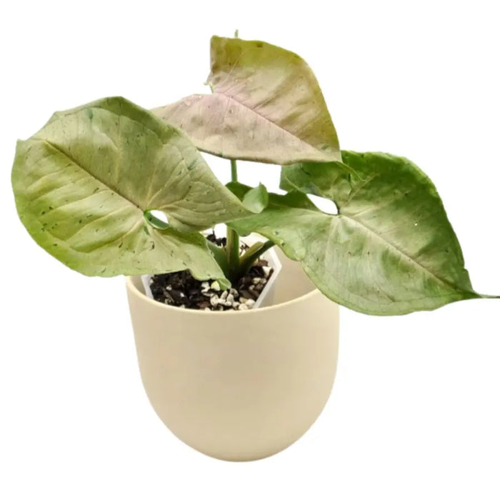 Syngonium Green Splash