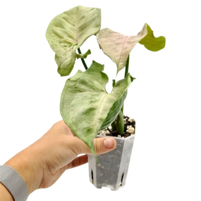 Syngonium Green Splash