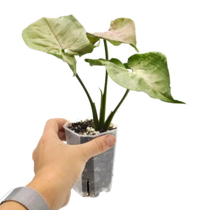 Syngonium Green Splash