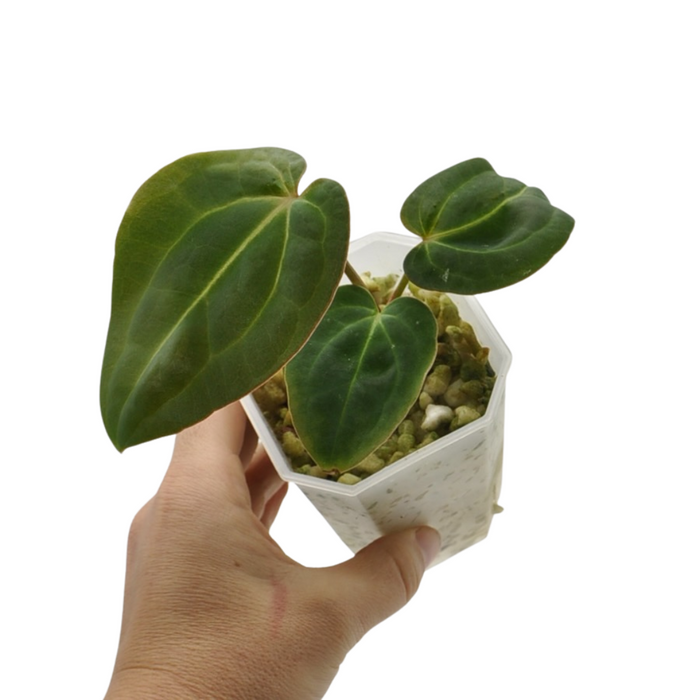 Anthurium magnificum x BHP