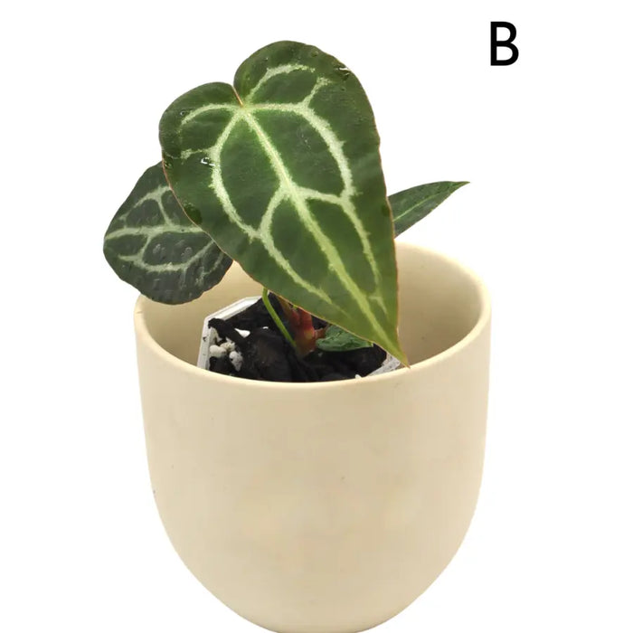 Anthurium Wild Crystallinum X Forgetii x