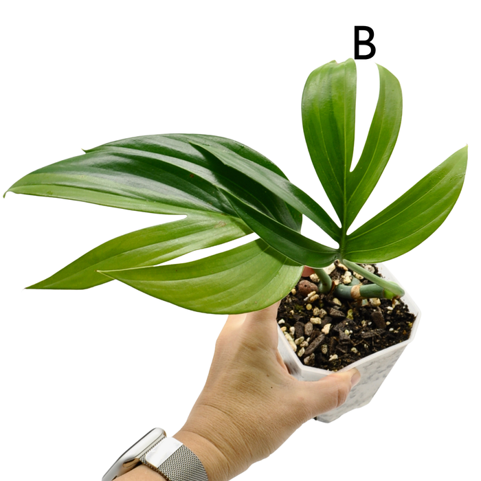 Rhaphidophora decursiva 'Aurea'