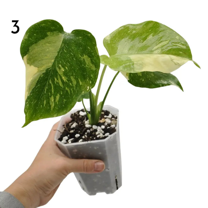 Monstera Deliciosa 'Thai Constellation'