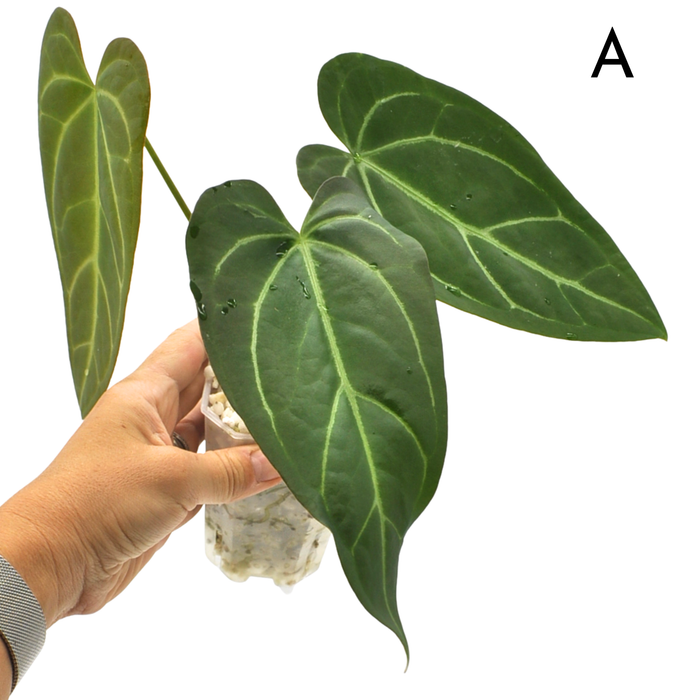 Anthurium Magnificum x Sanguineum