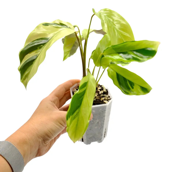 Calathea louisae 'Thai Beauty'