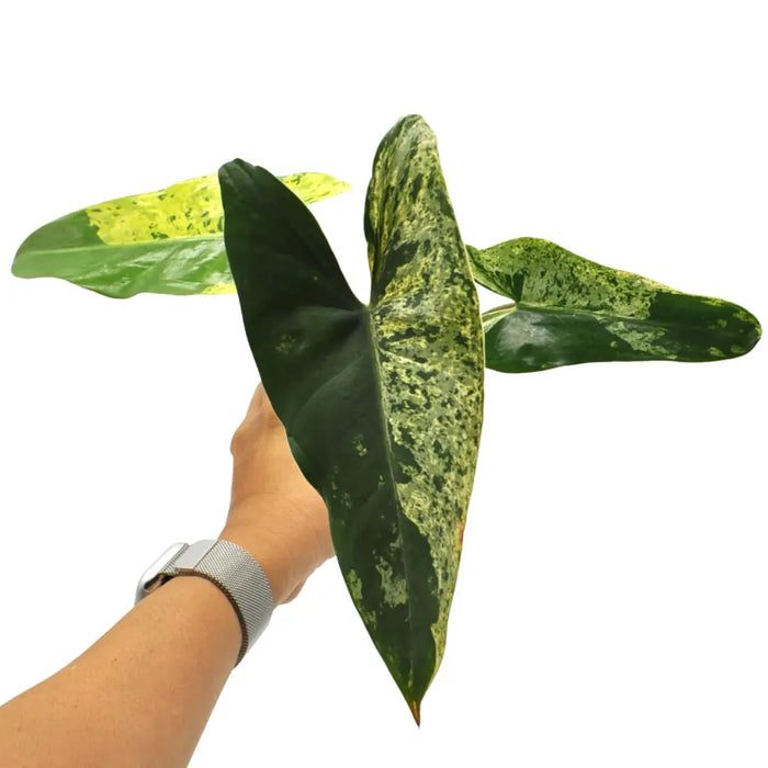 Philodendron Ilsemanii Variegata