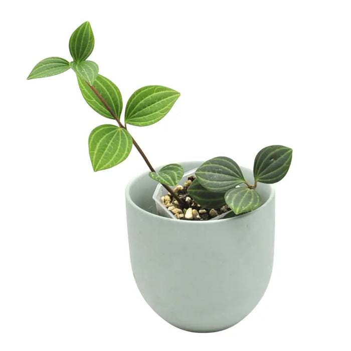 Peperomia puteolata (parallel)
