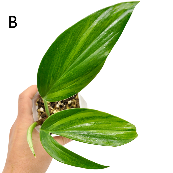 Rhaphidophora decursiva 'Aurea'