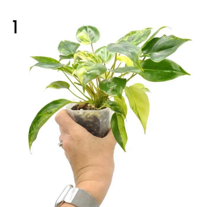 Variegated Philodendron Burle Marx