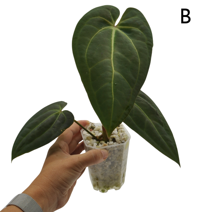 Anthurium magnificum x BHP