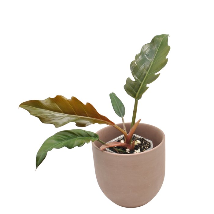 Philodendron Caramel Marble (Reverted)