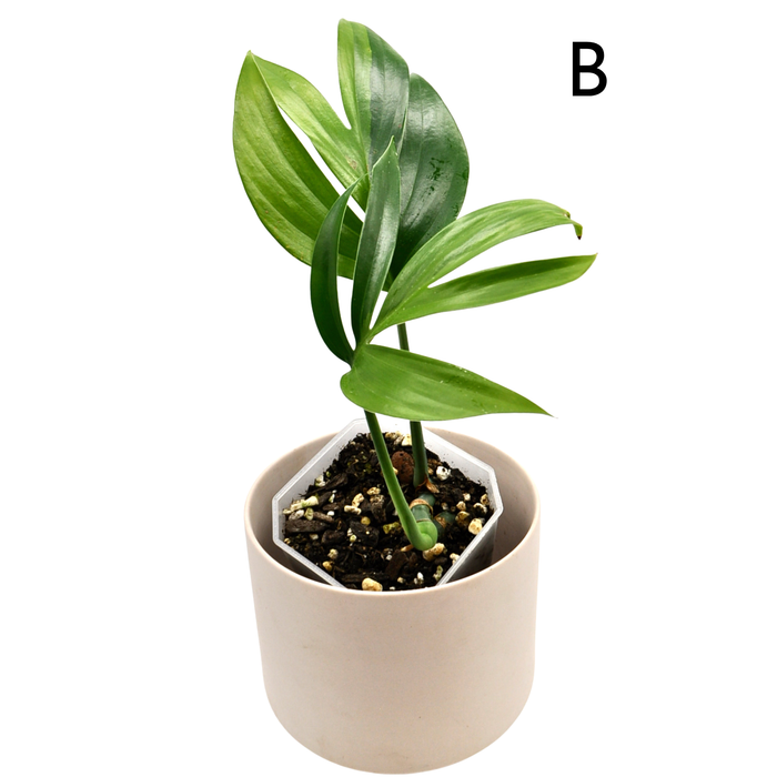 Rhaphidophora decursiva 'Aurea'