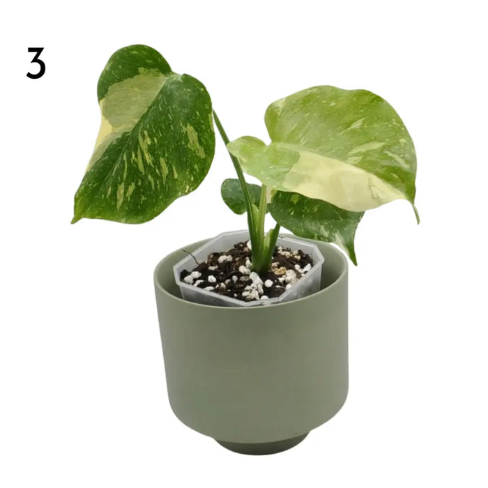Monstera Deliciosa 'Thai Constellation'