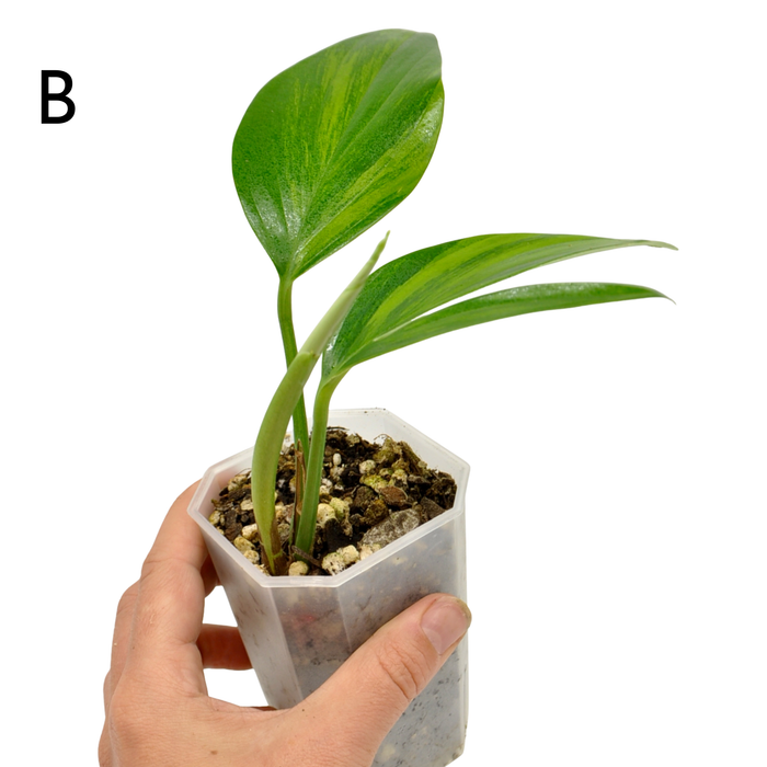 Rhaphidophora decursiva 'Aurea'