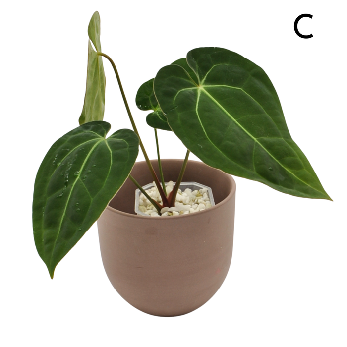 Anthurium magnificum x BHP