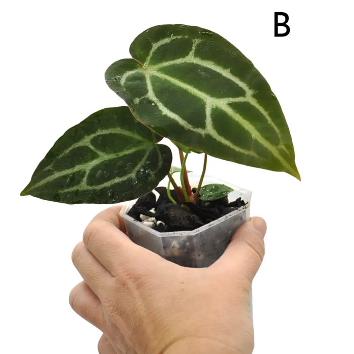 Anthurium Wild Crystallinum X Forgetii x
