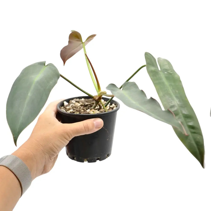 Philodendron Atabapoense