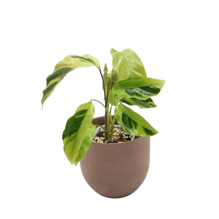 Calathea louisae 'Thai Beauty'