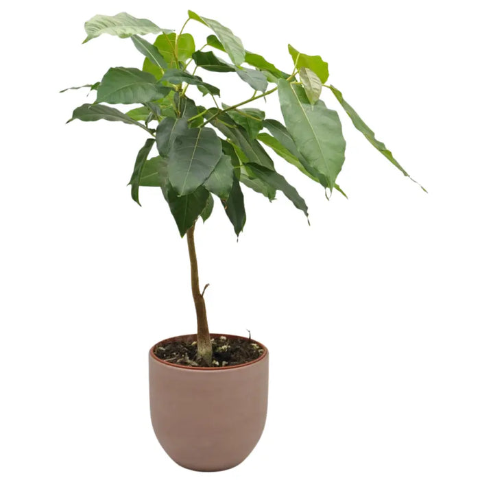 Ficus virens (White Fig)