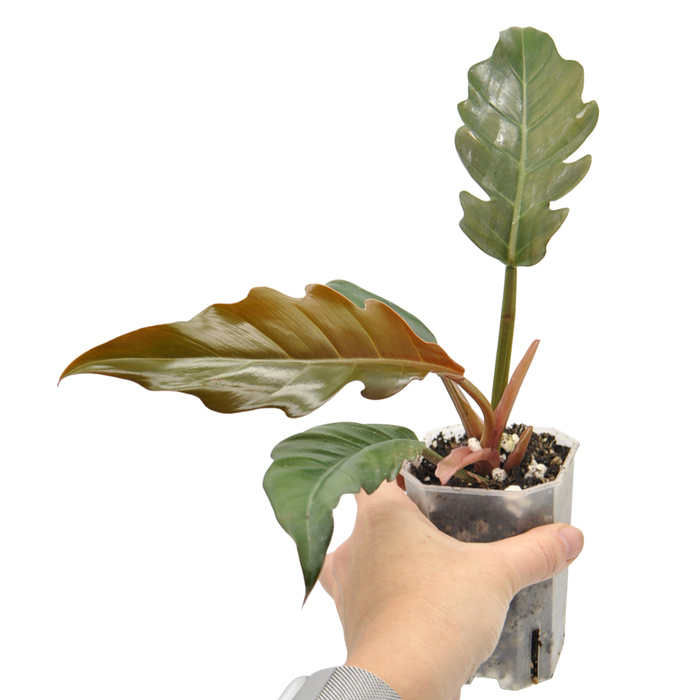Philodendron Caramel Marble (Reverted)