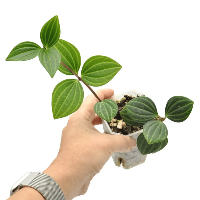 Peperomia puteolata (parallel)