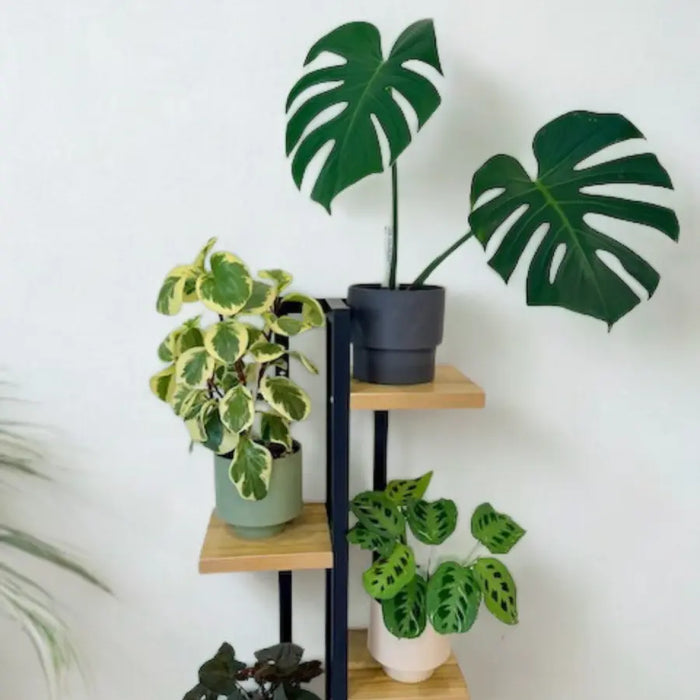 Multi-Tier Plant Stand with Oak Shelves
