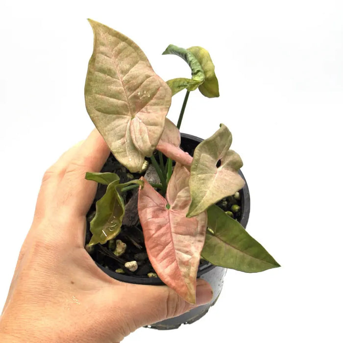 Syngonium Pink Spot (non TC)