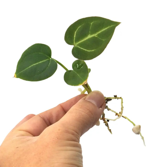 Anthurium (Magnificum x Sanguineum) X Wild Crystallinum Seedling