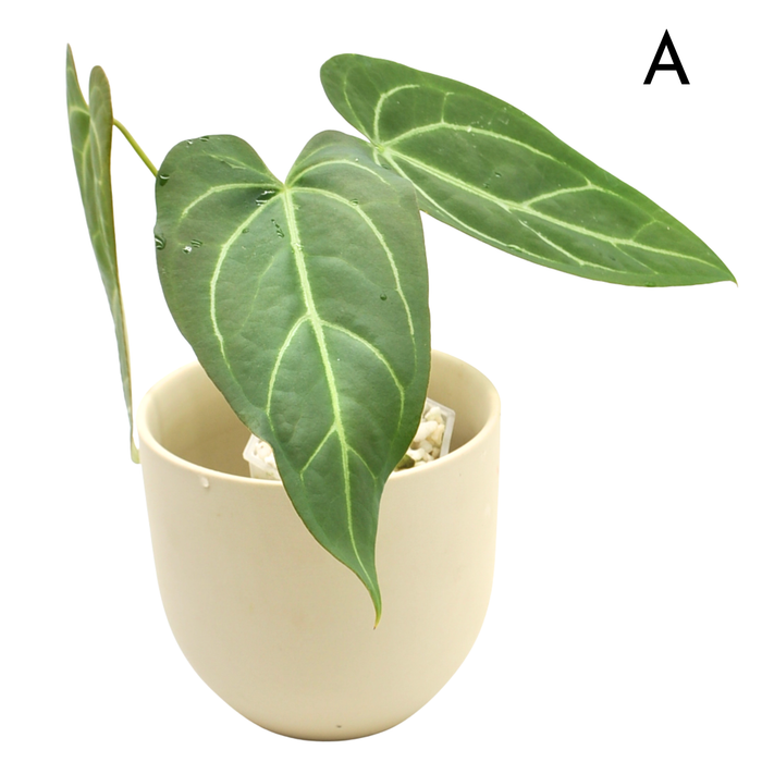 Anthurium Magnificum x Sanguineum