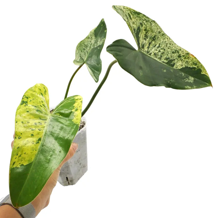 Philodendron Ilsemanii Variegata
