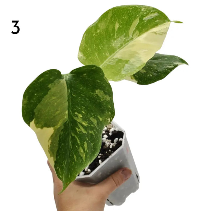 Monstera Deliciosa 'Thai Constellation'