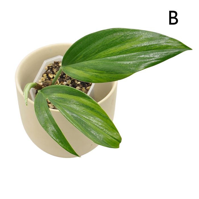 Rhaphidophora decursiva 'Aurea'