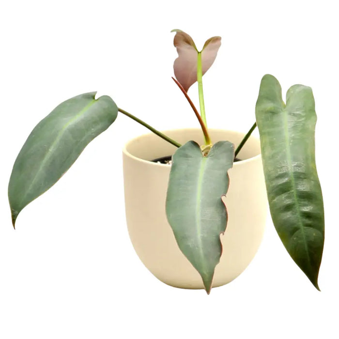Philodendron Atabapoense