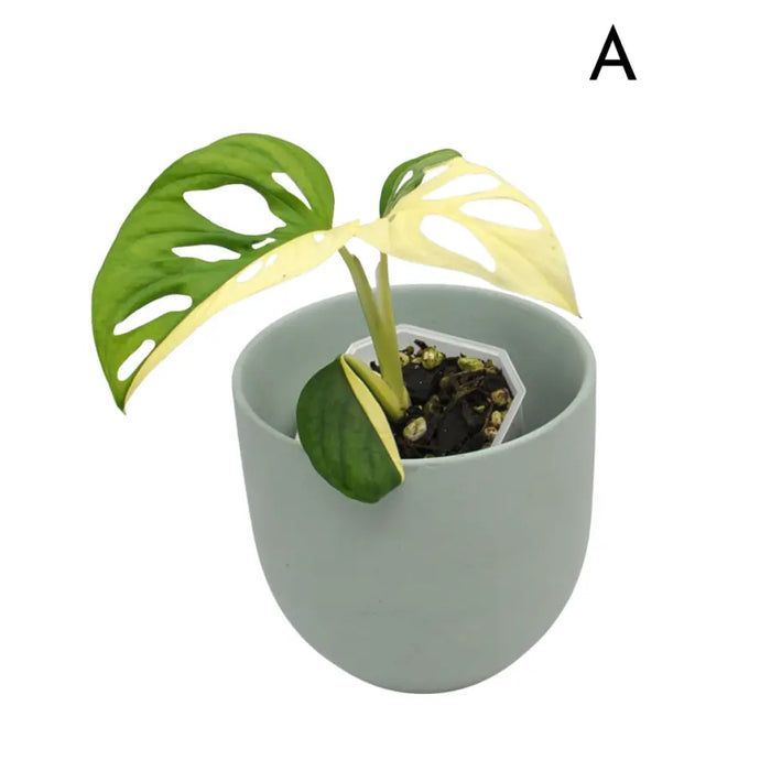 Monstera adansonii variegata