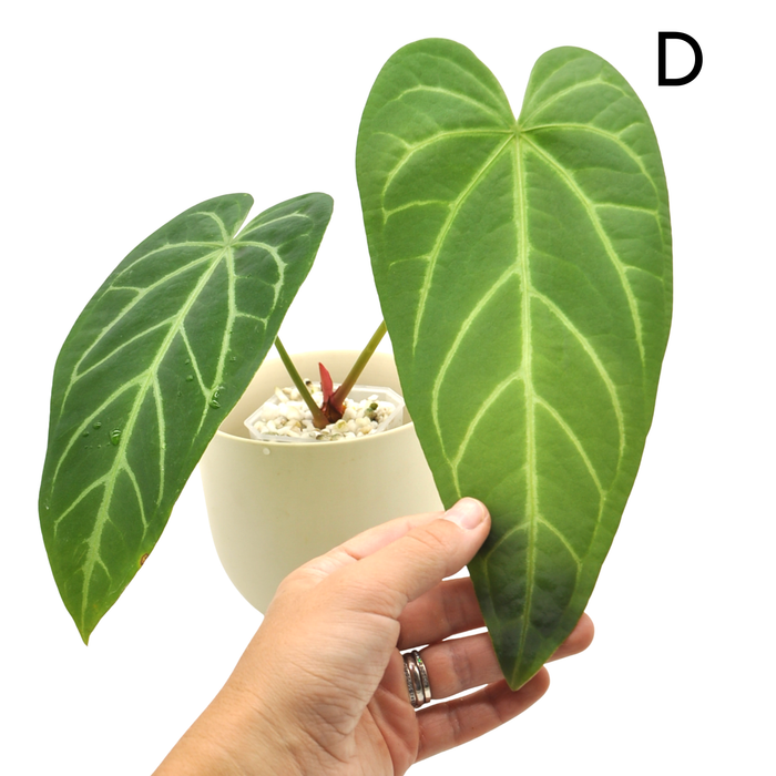 Anthurium Magnificum x Sanguineum